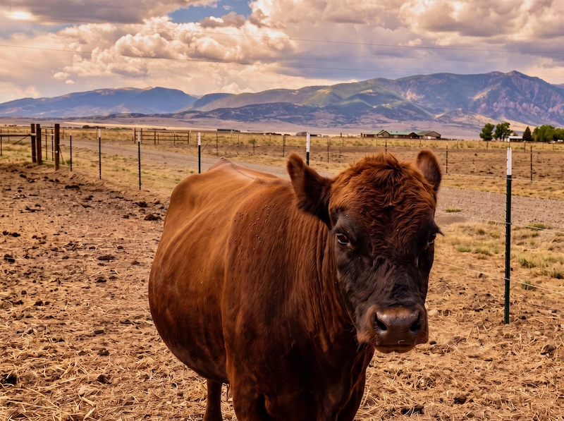 Dexter-style cattle