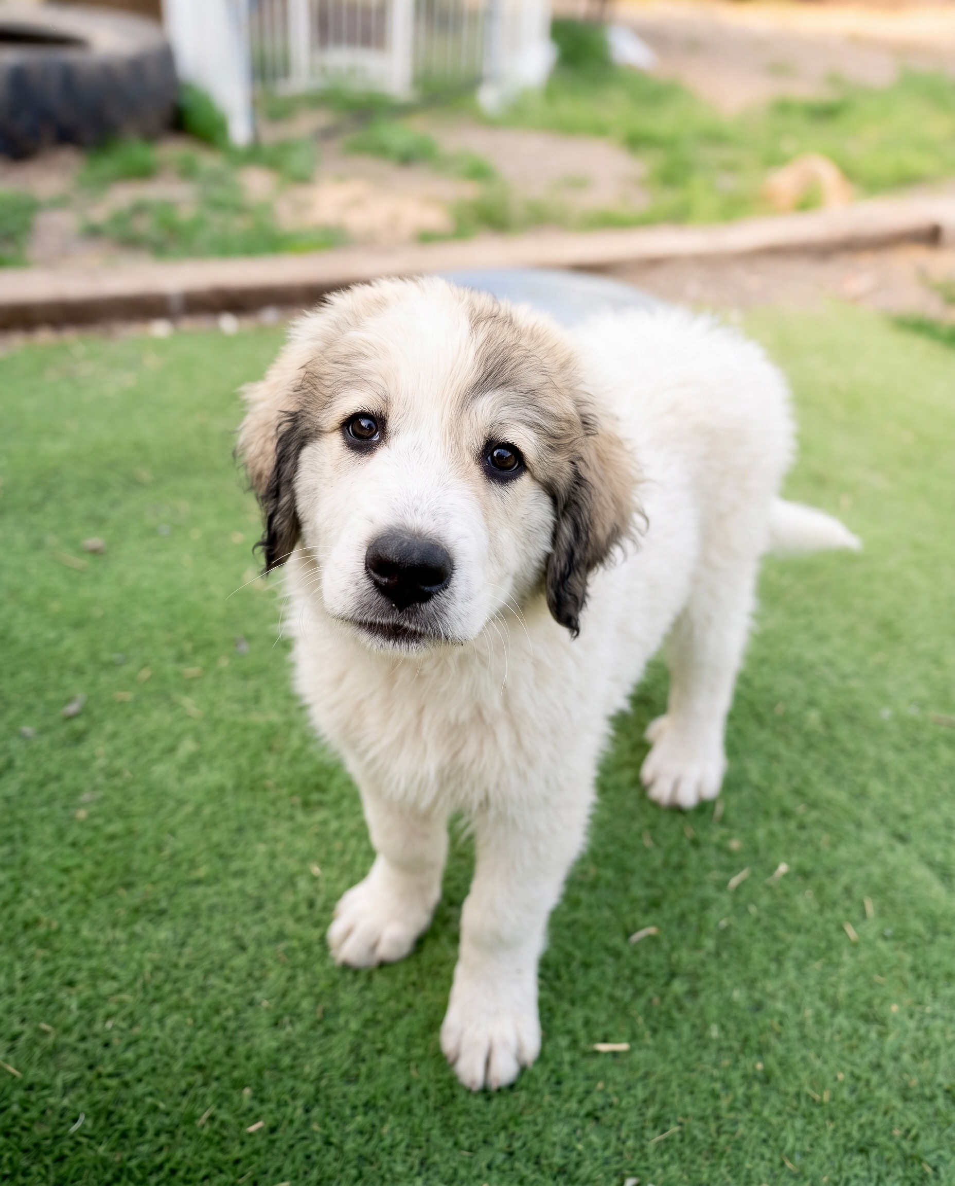 Casio, Male Colorado Mountain Dog puppy