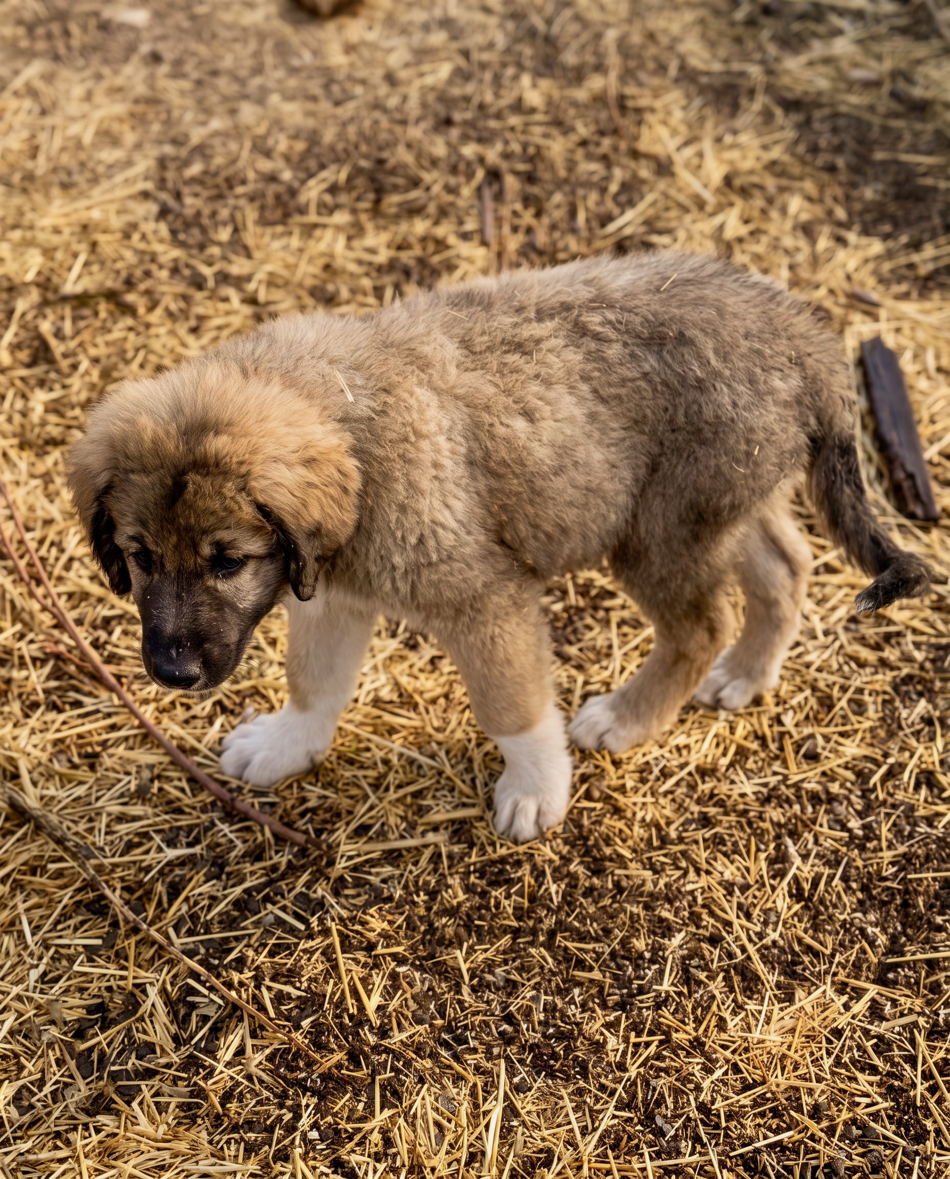 Garmin, Male Colorado Mountain Dog puppy
