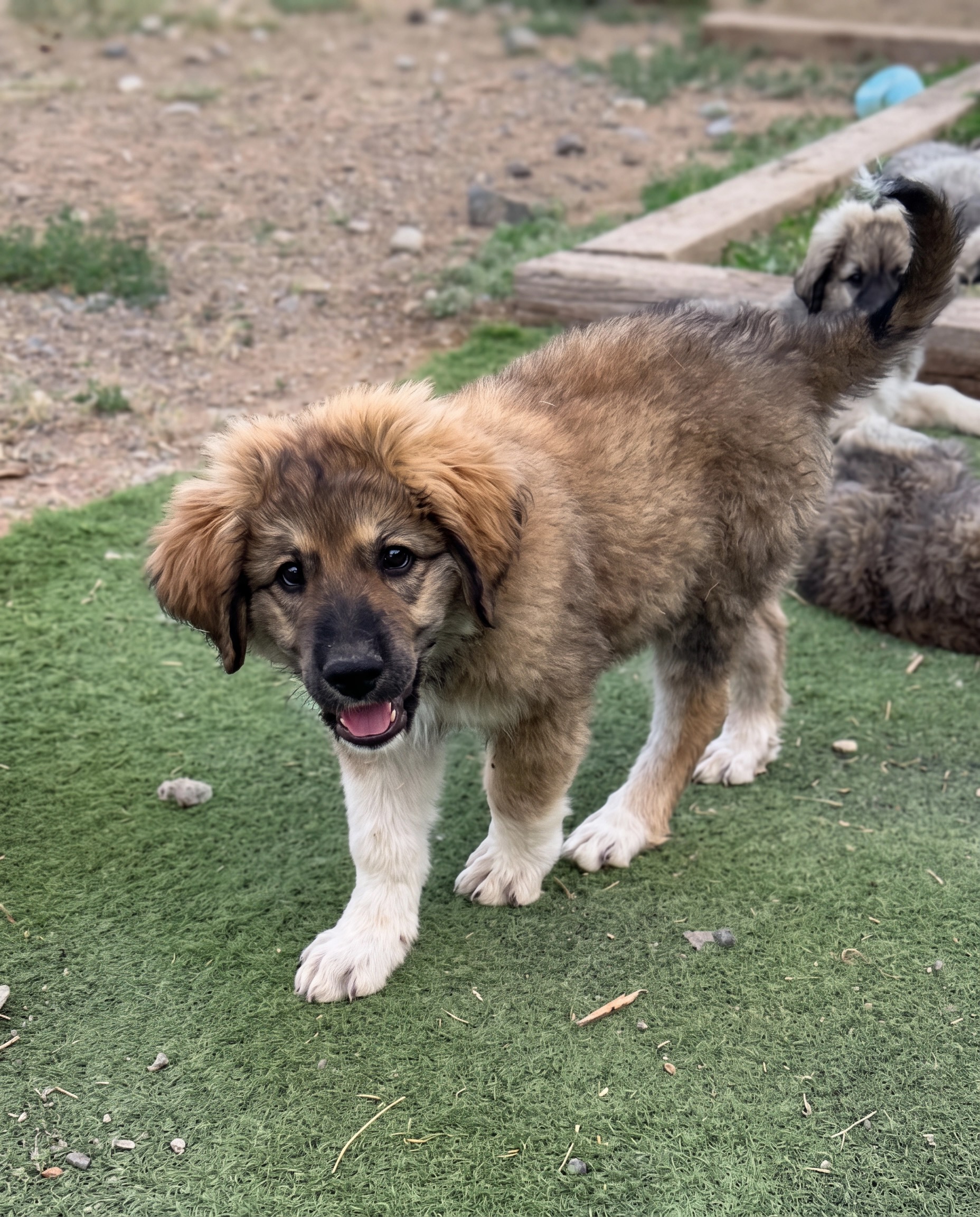 Pocket, Female Colorado Mountain Dog puppy