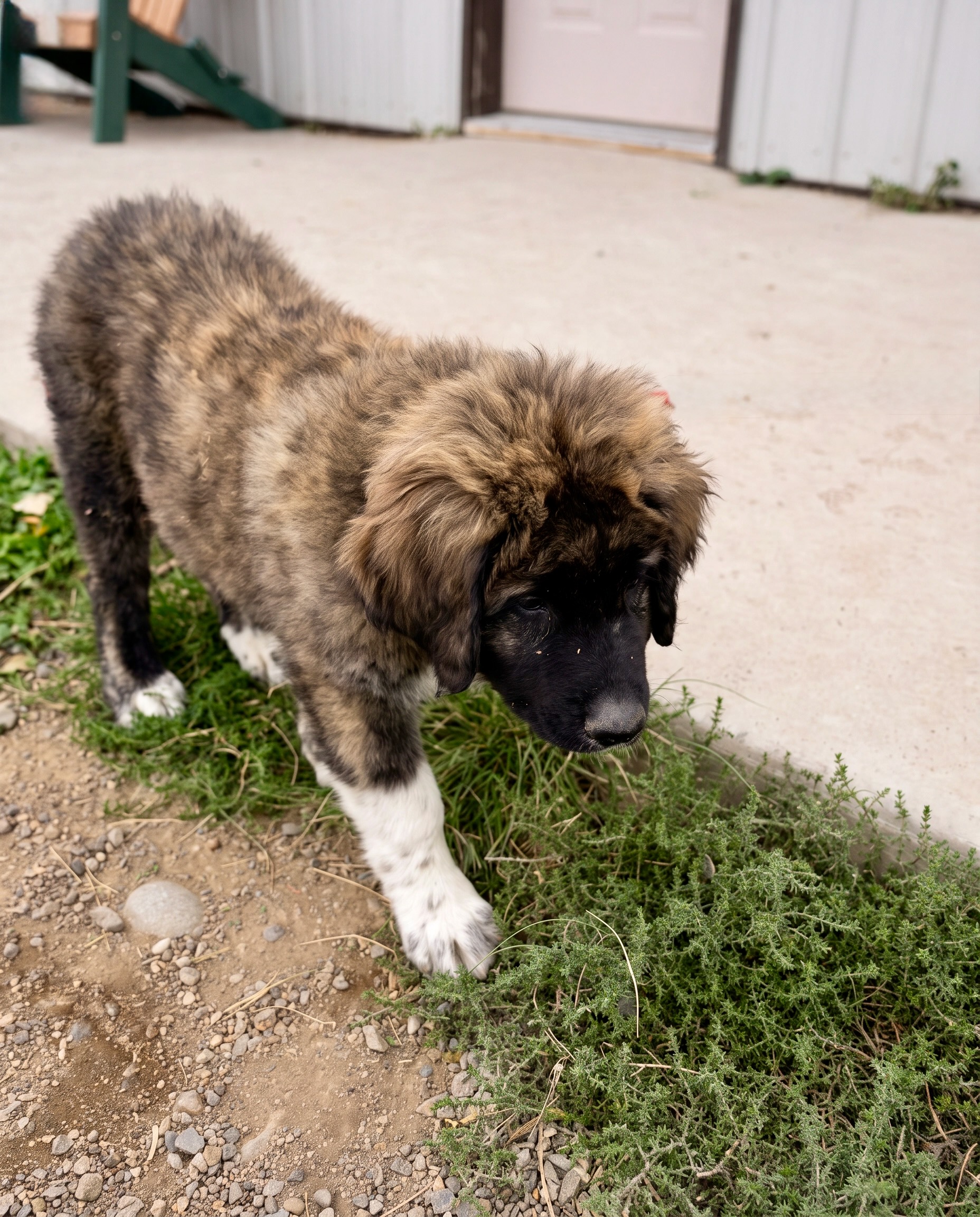 Rolex, Male Colorado Mountain Dog puppy