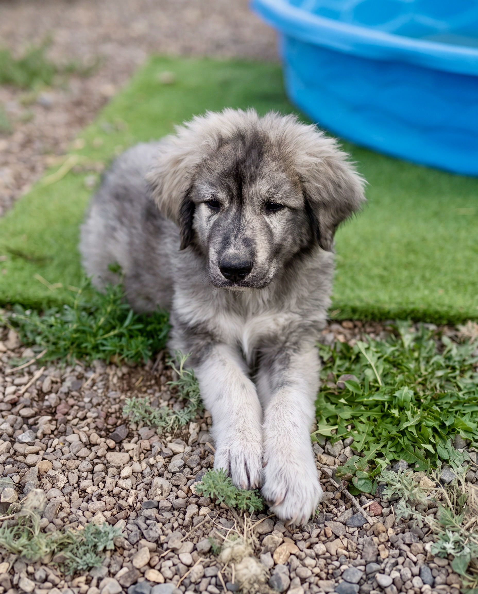 Tag Heuer, Male Colorado Mountain Dog puppy