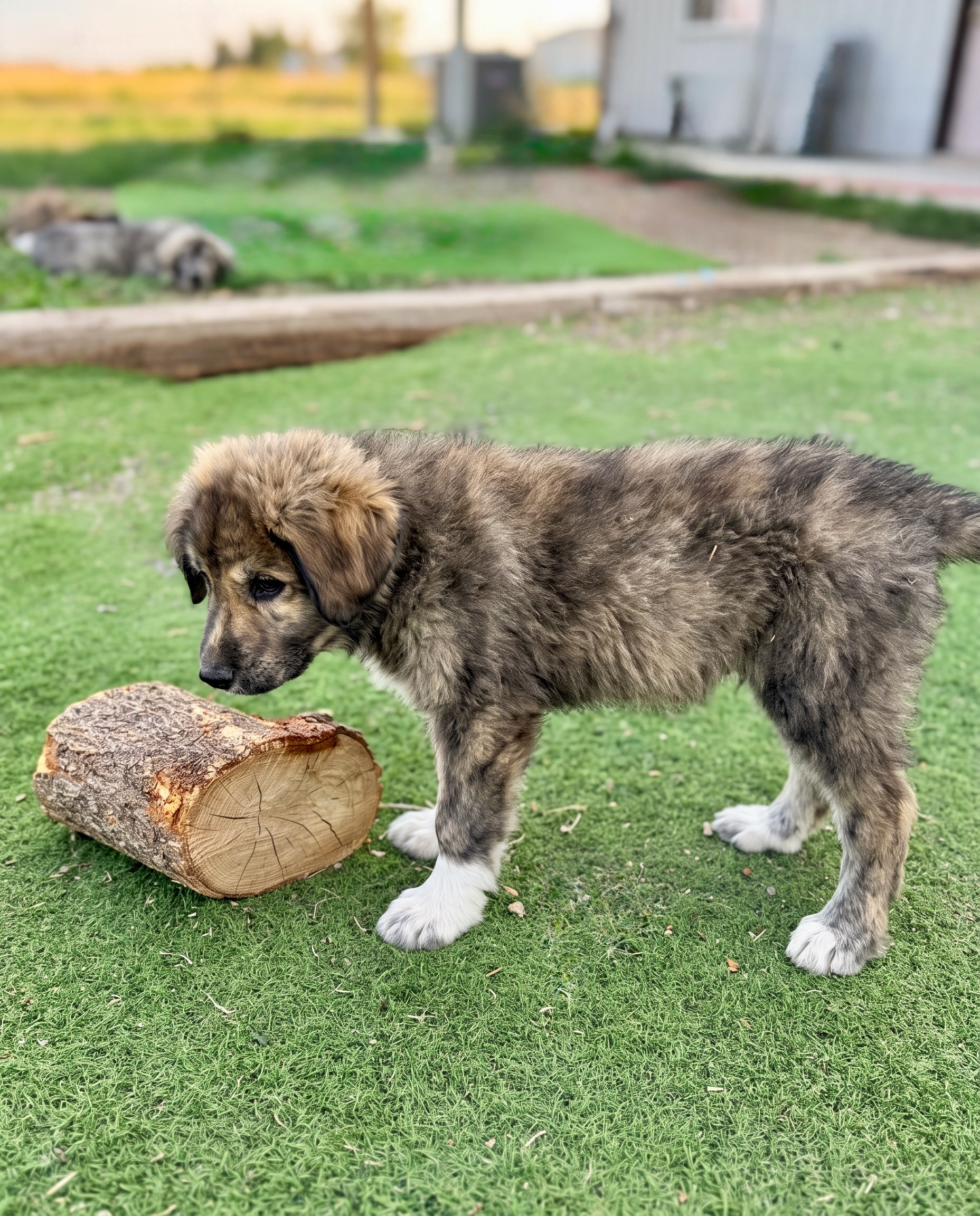 Timex, Male Colorado Mountain Dog puppy